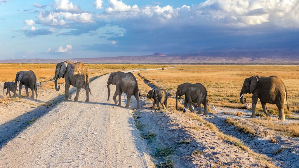 SAFARI EN FAMILLE AU KENYA